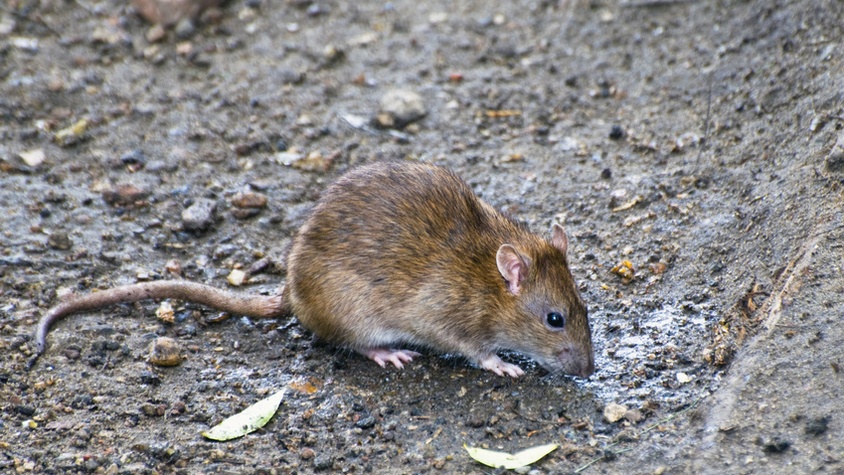 Extermination des rats